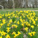 Narcissus cyclamineus arboretum